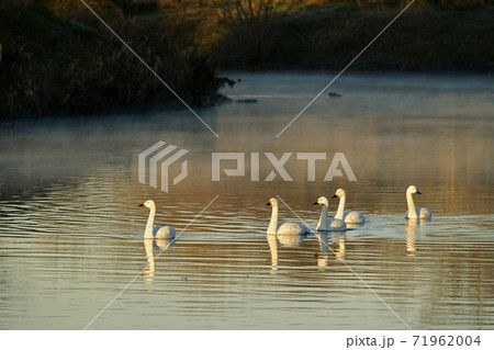 埼玉県川島町越辺川白鳥飛来地の朝霧の中を泳ぐ白鳥 71962004