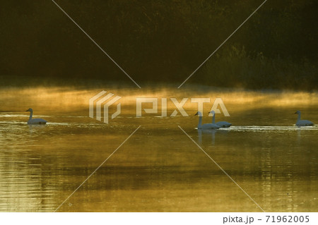 埼玉県川島町越辺川白鳥飛来地の朝霧の中を泳ぐ白鳥 71962005