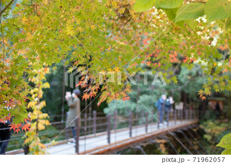 色づき始めのもみじと氷川小橋 色づき始めのもみじと氷川小橋 71962057