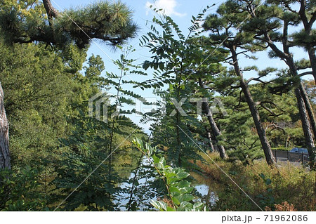 堺市仁徳天皇陵古墳の外堀 71962086