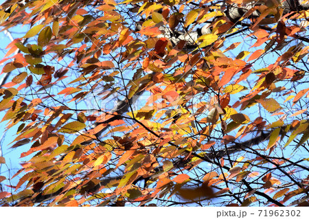 強風に揺れる紅葉 強風に揺れる紅葉 71962302