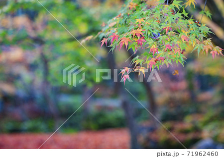 圓光寺 紅葉 圓光寺 紅葉 71962460