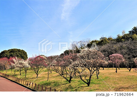 大阪府堺市・荒山公園春の風景 大阪府堺市・荒山公園春の風景 71962664