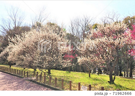 大阪府堺市・荒山公園春の風景 71962666