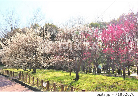 大阪府堺市・荒山公園春の風景 71962676