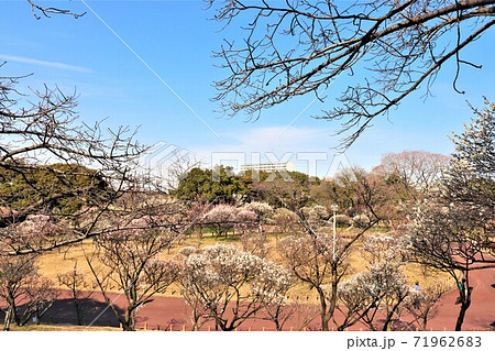 大阪府堺市・荒山公園春の風景 71962683