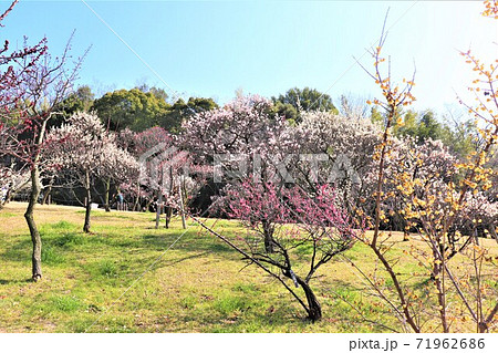 大阪府堺市・荒山公園春の風景 71962686
