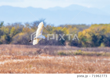 大鷺の飛翔 71962773