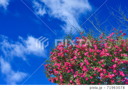 サザンカの花 サザンカの花 71963078