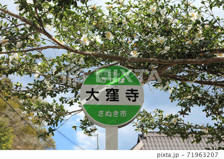 香川の保存木大窪寺のサザンカと大窪寺バス停 香川の保存木大窪寺のサザンカと大窪寺バス停 71963207
