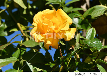 薔薇園 薔薇園 71963548