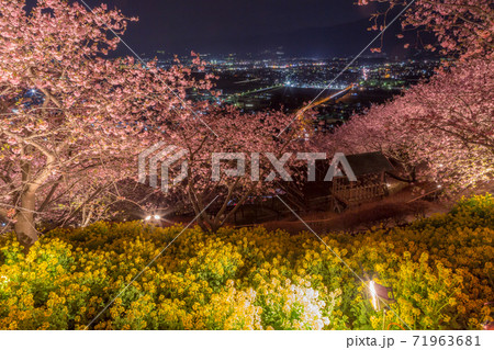 松田町の河津桜 まつだ桜まつり 松田山ハーブガーデンからの絶景 夜景の写真素材