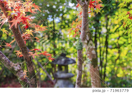 金福寺　紅葉 71963779