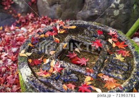 金福寺 紅葉 金福寺 紅葉 71963781