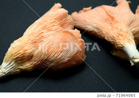 トキイロヒラタケ 71964065