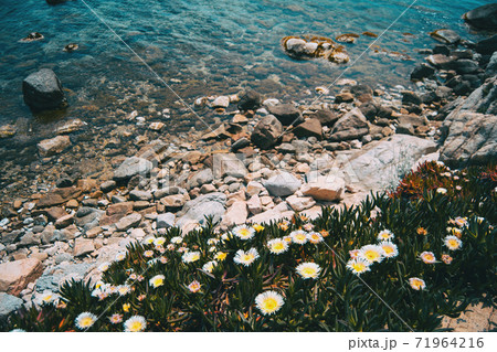 A bunch of white carpobrotus flowers growing next to a rocky shore 71964216
