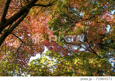 成田山公園 紅葉の写真素材