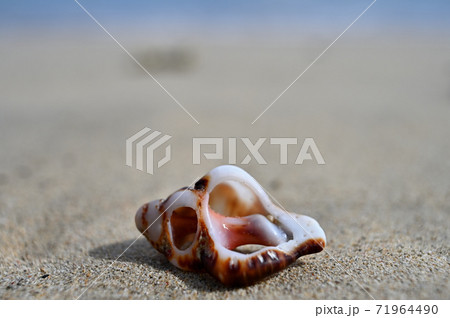 奄美大島の砂浜に打ちあがる貝殻 ガンゼキボラ 奄美大島の砂浜に打ちあがる貝殻 ガンゼキボラ 71964490