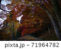 紅葉　イチョウ　赤い　黄色 71964782