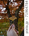 紅葉　イチョウ　赤い　黄色 71964784