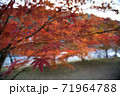 紅葉　イチョウ　赤い　黄色 71964788