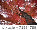 紅葉　赤い　10月 71964789