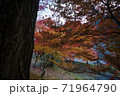 紅葉　イチョウ　赤い　黄色 71964790