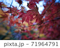 紅葉　赤い 71964791
