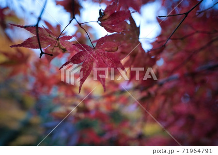 紅葉 赤い 紅葉 赤い 71964791