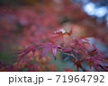 紅葉　赤い 71964792