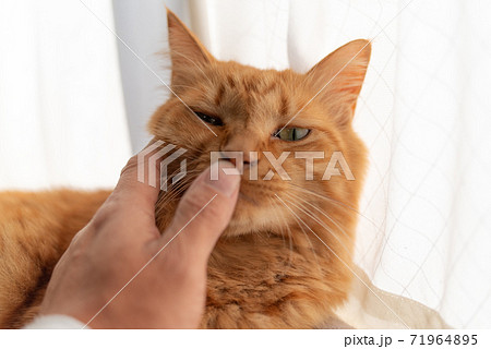 触ると嫌そうな顔をする猫 茶トラ猫の写真素材