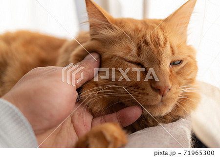 触ると嫌そうな顔をする猫 茶トラ猫 触ると嫌そうな顔をする猫 茶トラ猫 71965300