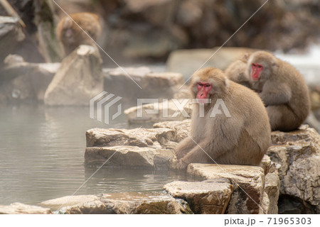 温泉とニホンザル 温泉とニホンザル 71965303