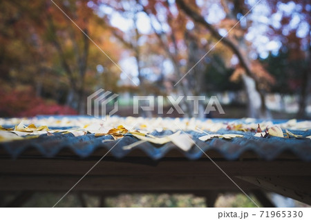 イチョウ 屋根 落ち葉 イチョウ 屋根 落ち葉 71965330