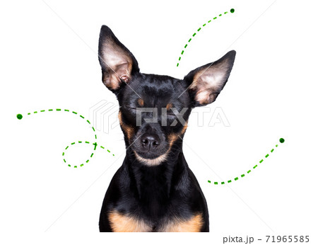dog  with fleas, ticks or insects 71965585