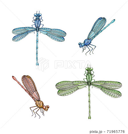 Dragonfly Set Watercolor Illustration のイラスト素材