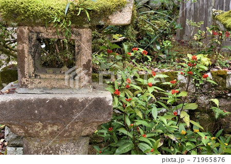 石灯籠とセンリョウ「書写山圓教寺」境内 71965876
