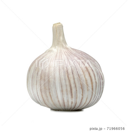 closeup garlic isolated on white background 71966056