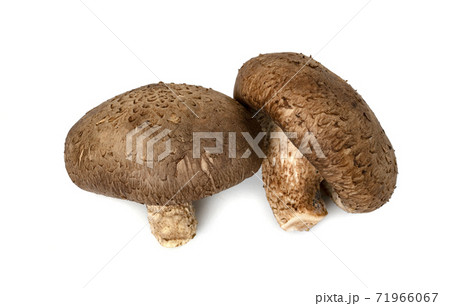 Shiitake Mushrooms isolated on white background 71966067