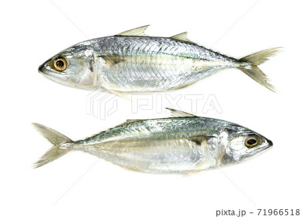 Fresh mackerel fish isolated on white background 71966518