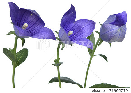 桔梗の花 咲き途中 (fix撮影) 桔梗の花 咲き途中 (fix撮影) 71966759