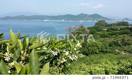 愛媛県松山市の離島興居島のみかん畑より松山の市街地を展望する【5月】 愛媛県松山市の離島興居島のみかん畑より松山の市街地を展望する【5月】 71966971