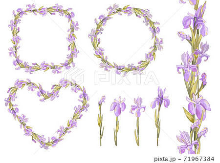 Vector romantic set with irises. Colorful illustration - frames, hearts, seamless border 71967384