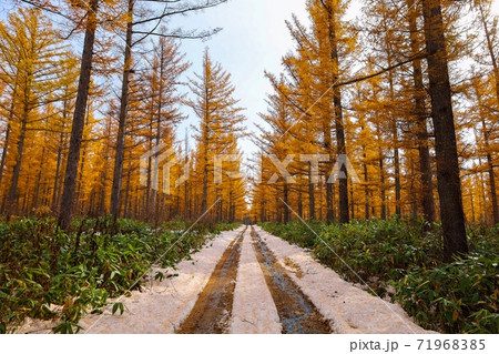 秋の原始ヶ原の森林 北海道富良野市 秋の原始ヶ原の森林 北海道富良野市 71968385