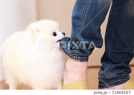 愛犬ポメラニアンにズボンを噛まれる男性 愛犬ポメラニアンにズボンを噛まれる男性 71969267