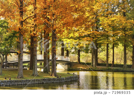 埼玉県上尾市丸山公園のメタセコイヤの紅葉と池の写真素材