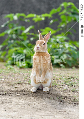 二足で立ち上がったアナウサギ(大久野島) 二足で立ち上がったアナウサギ(大久野島) 71969662