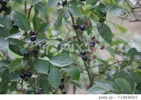 ブルーベリー 71969665