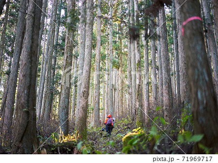 林業、草刈り機を持って森林で働く女性労働者	 71969717