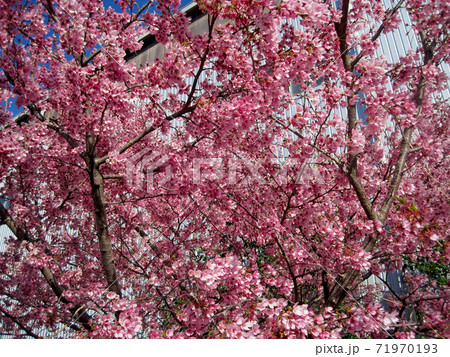 濃いピンク色の桜の花の写真素材